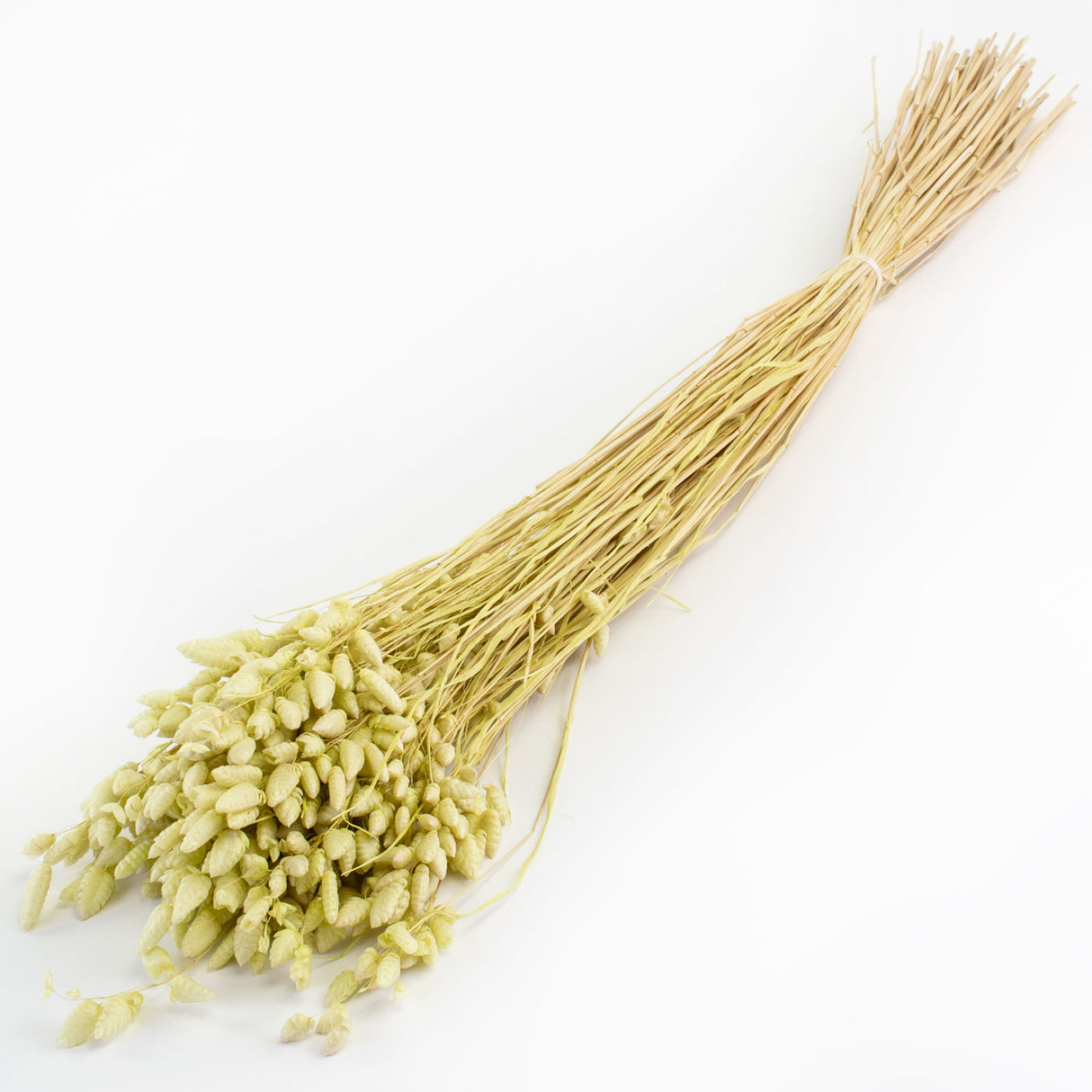 This image shows a bunch of misty green briza maxima against a white background