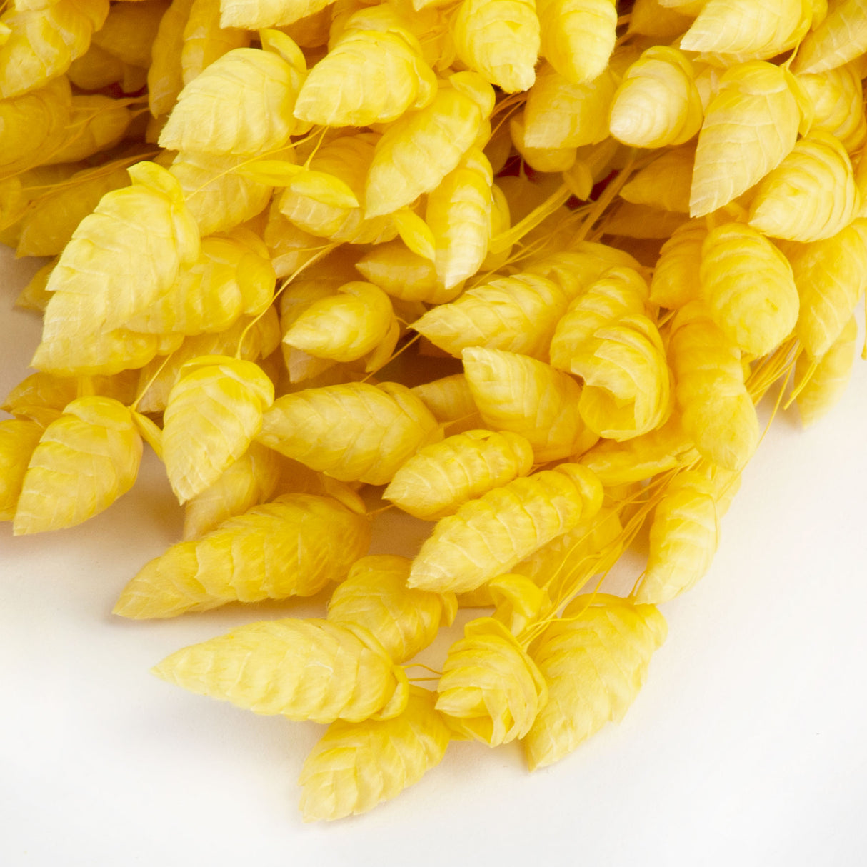 This image shows a bunch of yellow briza maxima against a white background