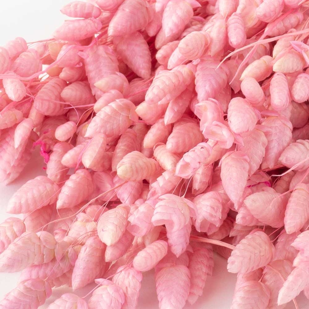 aa bunch of pale pink briza, or rattlesnake grass, against a white background