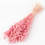 aa bunch of pale pink briza, or rattlesnake grass, against a white background
