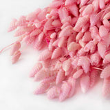 aa bunch of pale pink briza, or rattlesnake grass, against a white background