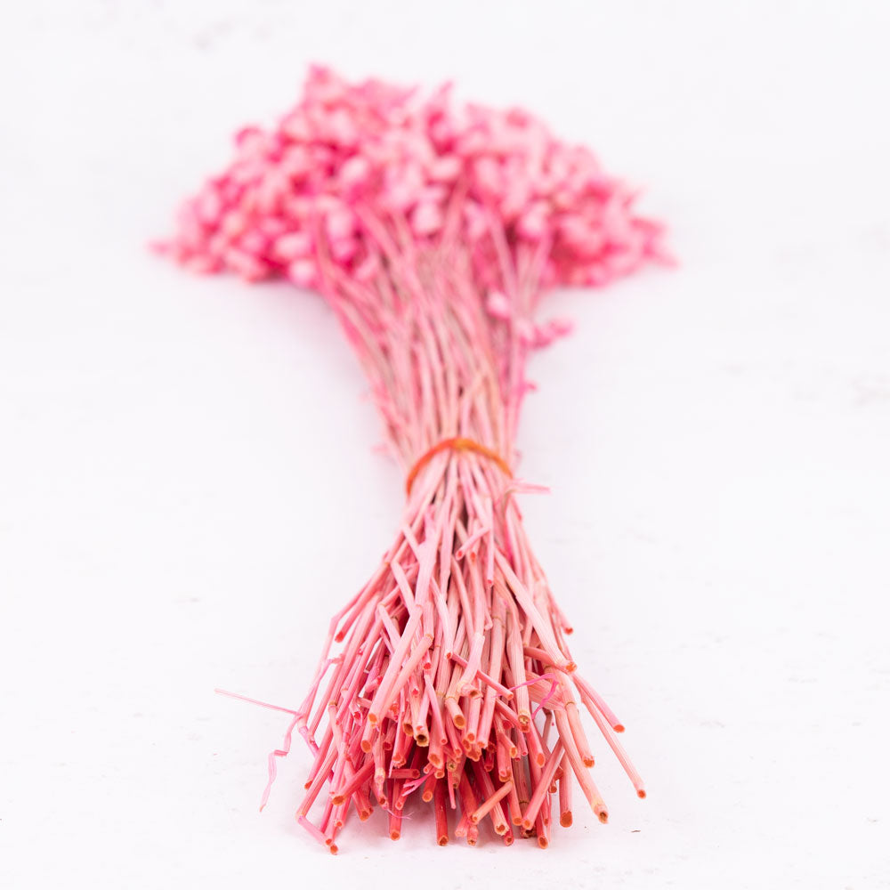 Briza maxima, Fuchsia, 50g