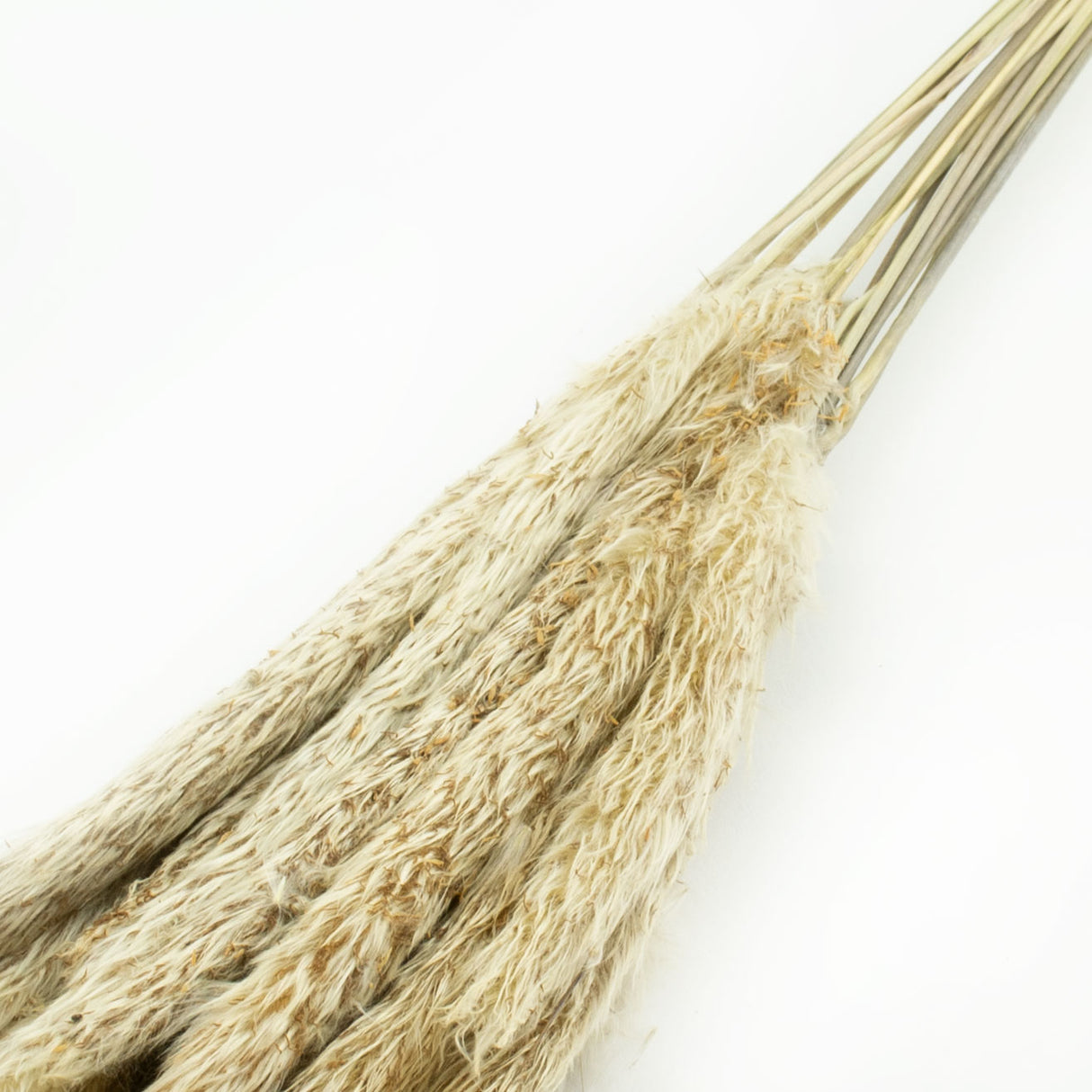 This image shows a bunch of 20 mini pampas stems, in their natural beige colour, against a white background