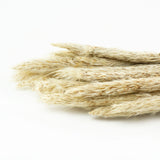 This image shows a bunch of 20 mini pampas stems, in their natural beige colour, against a white background