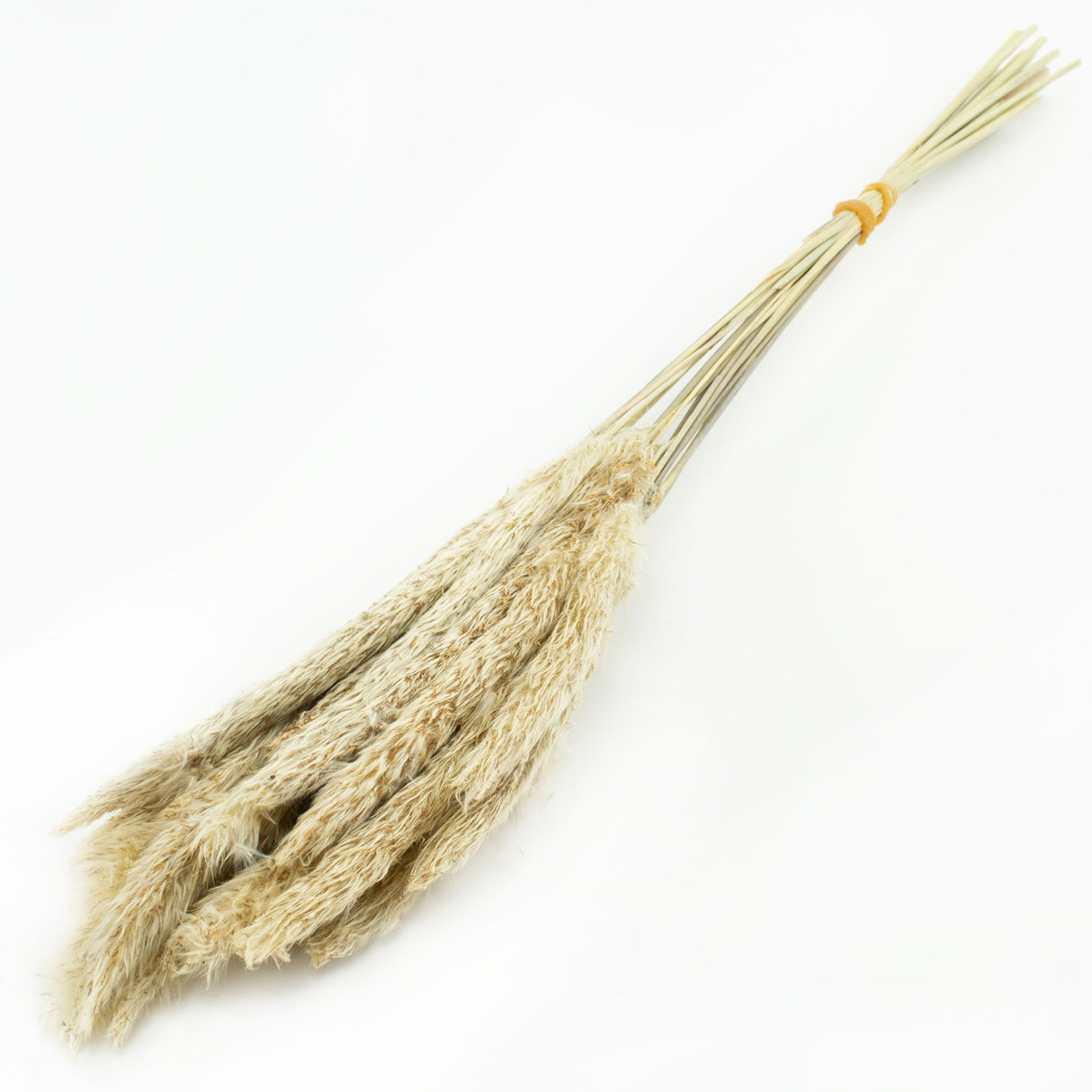 This image shows a bunch of 20 mini pampas stems, in their natural beige colour, against a white background