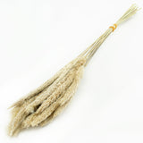 This image shows a bunch of 20 mini pampas stems, in their natural beige colour, against a white background