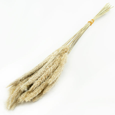 This image shows a bunch of 20 mini pampas stems, in their natural beige colour, against a white background