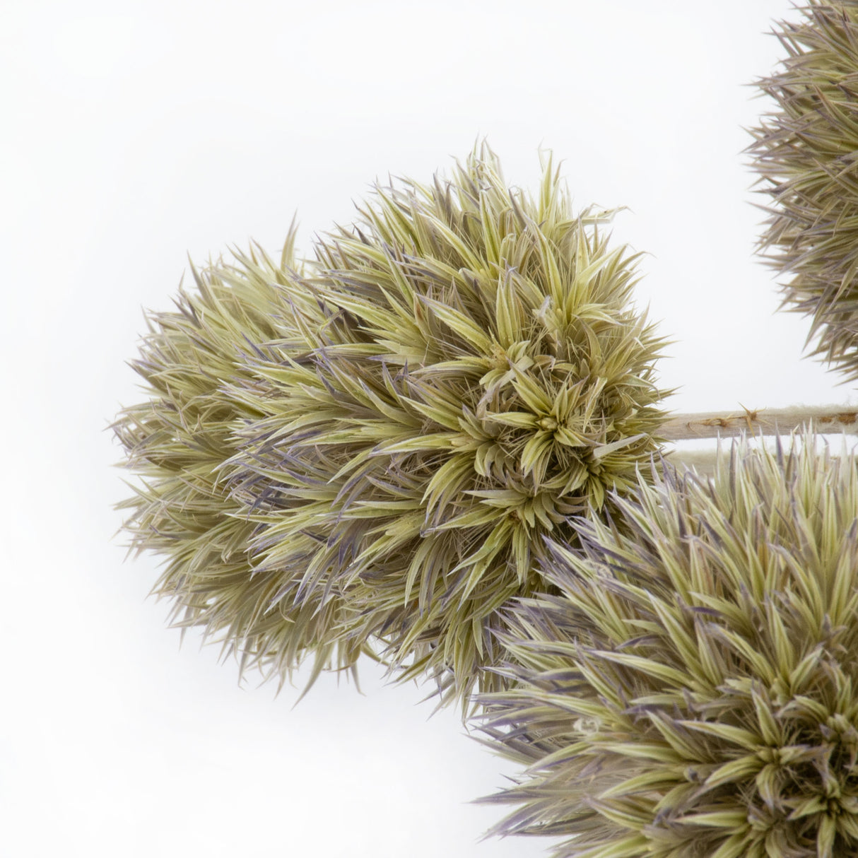 This image shows a bunch of dried echinops or globe thistles, against a white background