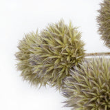 This image shows a bunch of dried echinops or globe thistles, against a white background