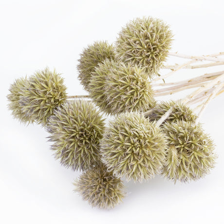 This image shows a bunch of dried echinops or globe thistles, against a white background
