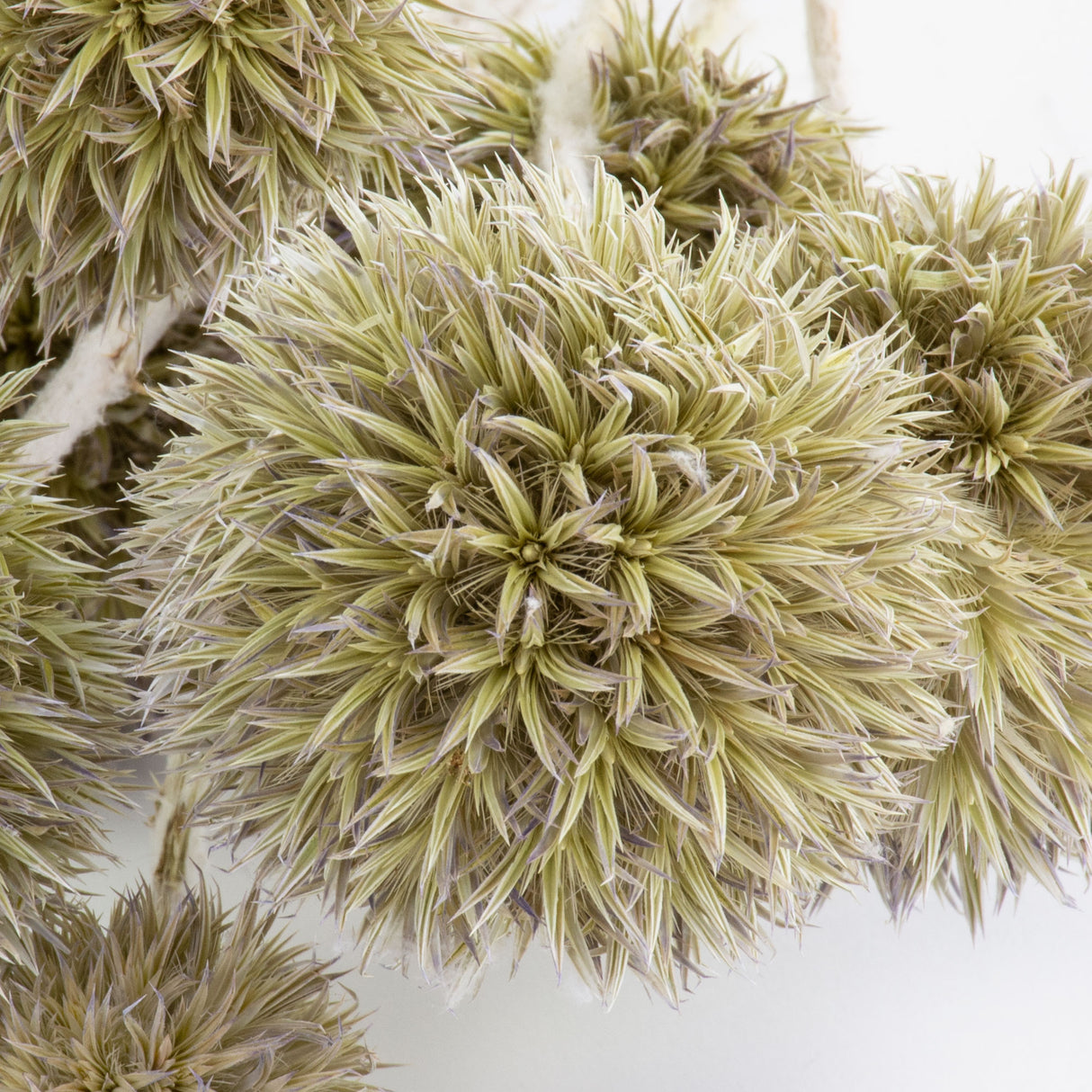 This image shows a bunch of dried echinops or globe thistles, against a white background