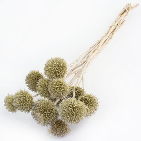 This image shows a bunch of dried echinops or globe thistles, against a white background