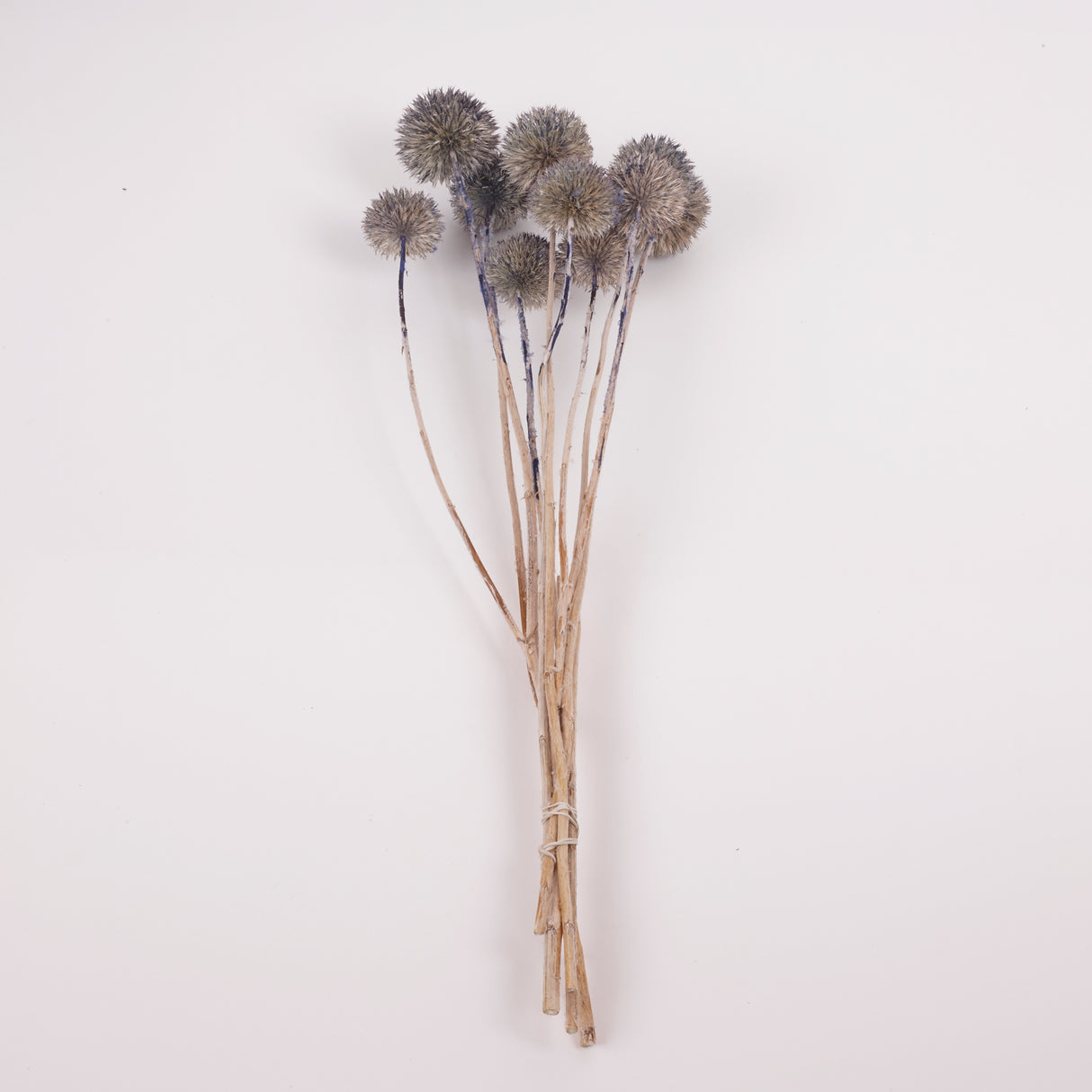 Echinops, large, Dried & Painted Blue, Bunch