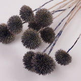 Echinops, large, Dried & Painted Blue, Bunch