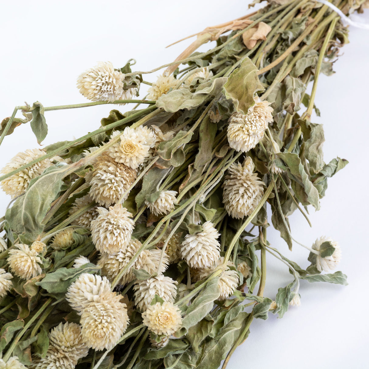 This image shows a bunch of dried gomphrena in their natural, creamy white colour, against a white background