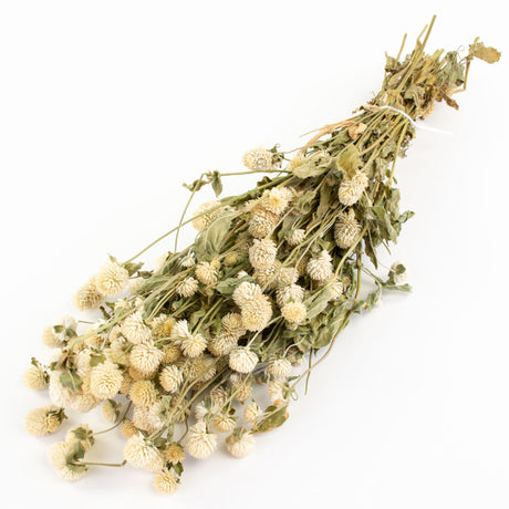 This image shows a bunch of dried gomphrena in their natural, creamy white colour, against a white background