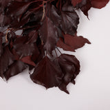 Ivy, Preserved, Burgundy, 150g Bunch