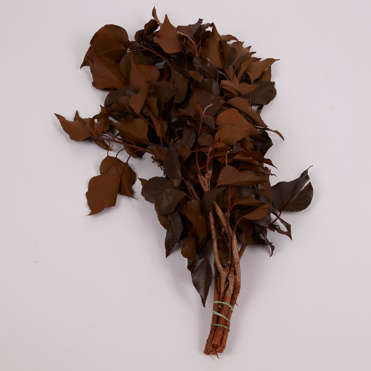 Ivy, Preserved, Tobacco, 150g Bunch