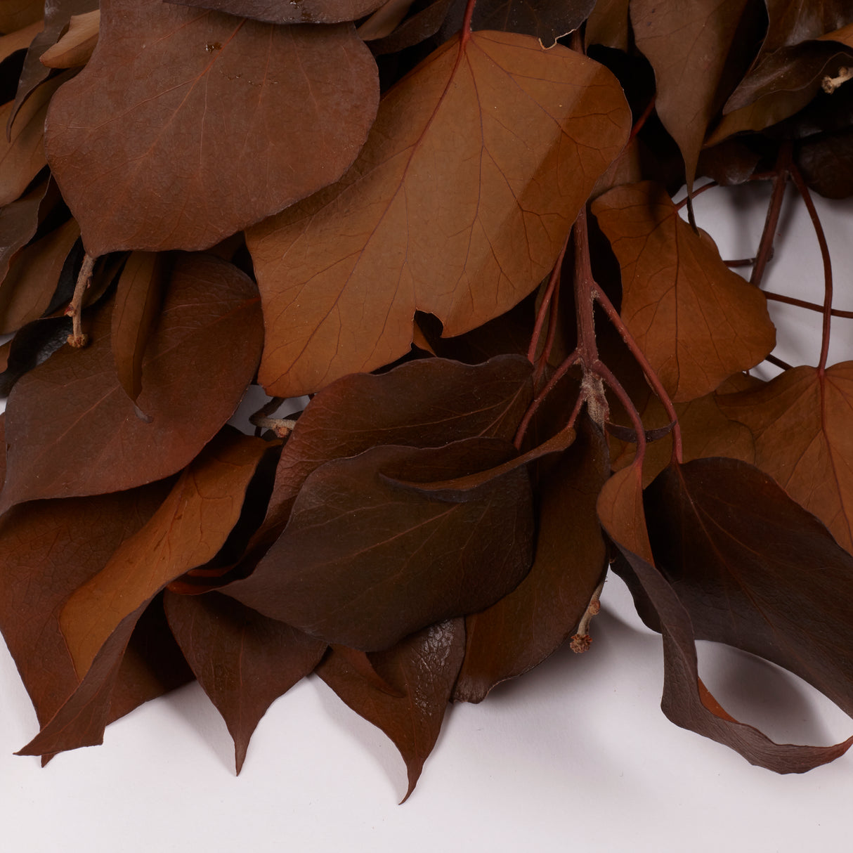 Ivy, Preserved, Tobacco, 150g Bunch