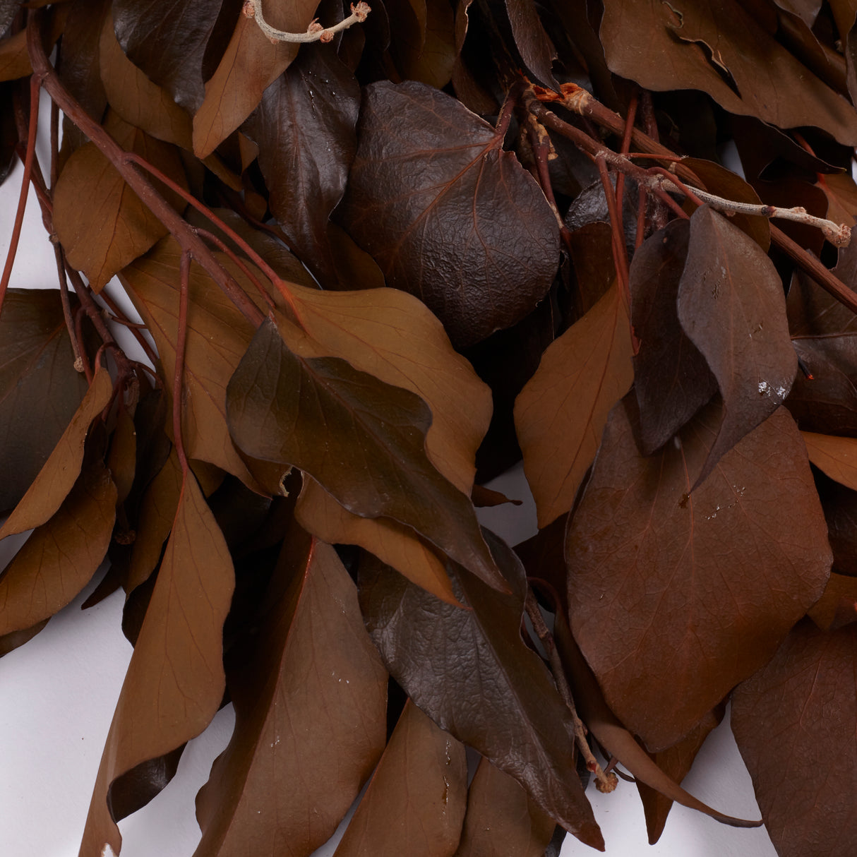 Ivy, Preserved, Tobacco, 150g Bunch