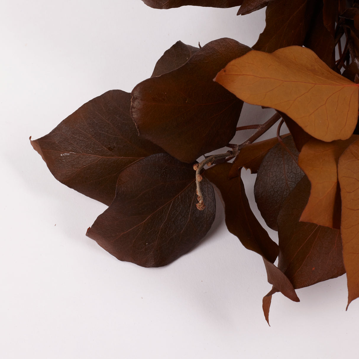 Ivy, Preserved, Tobacco, 150g Bunch