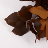 Ivy, Preserved, Tobacco, 150g Bunch