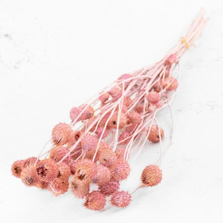 Strawberry Thistle, Light Pink, 100g Bunch