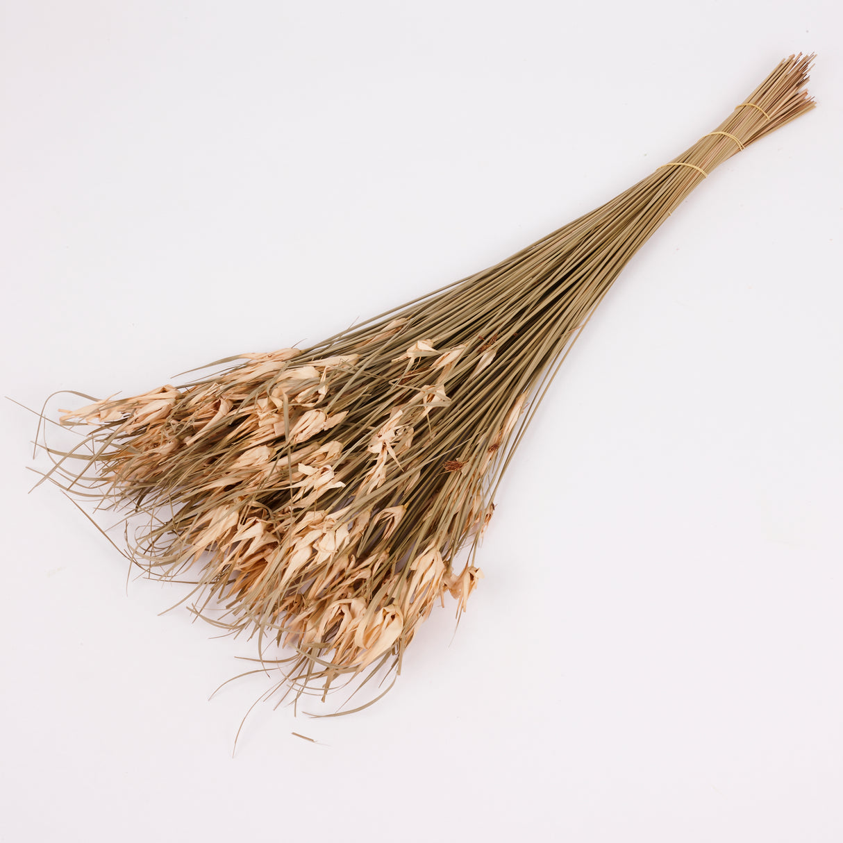 Tulip Star, Dried, Natural, Bunch
