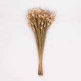 Tulip Star, Dried, Natural, Bunch
