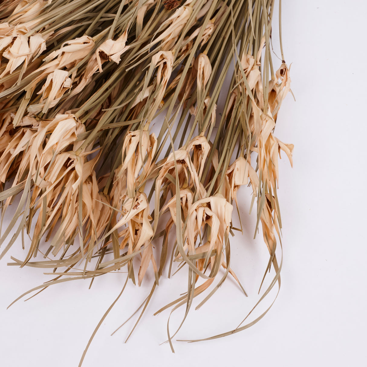 Tulip Star, Dried, Natural, Bunch