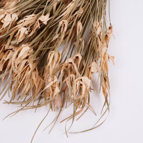 Tulip Star, Dried, Natural, Bunch