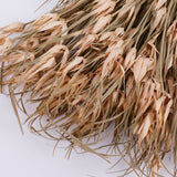 Tulip Star, Dried, Natural, Bunch
