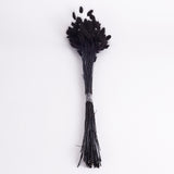 Lagurus, (Bunny Tails), Dried, Black, 50g