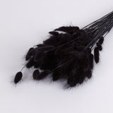 Lagurus Ovatus or Bunny Tails Dyed Black.  Image shows a close up of a bunch.