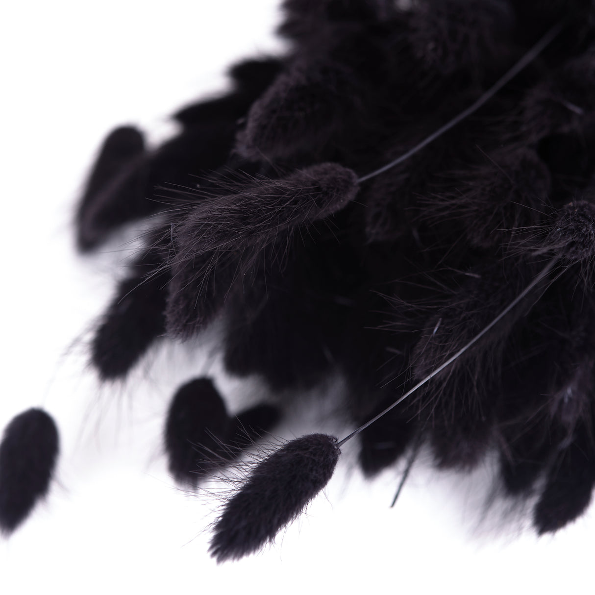A close up of Lagurus Ovatus Black seed head