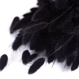 A close up of Lagurus Ovatus Black seed head