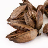 a group of sororoca flower fruit pods against a white background