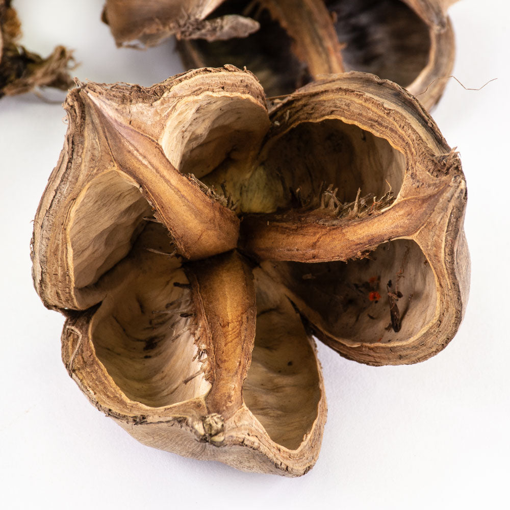 a group of sororoca flower fruit pods against a white background