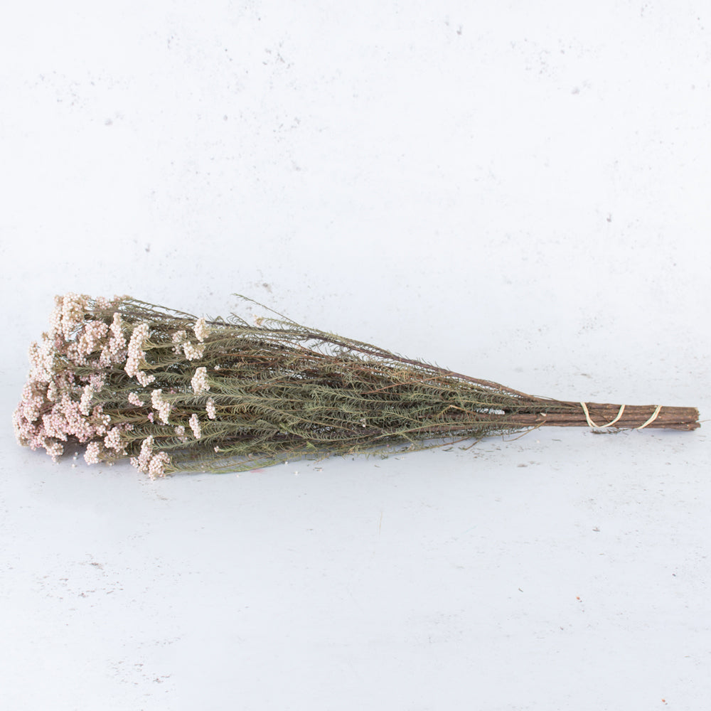 Rice Flower, Dried, Natural White, 70cm