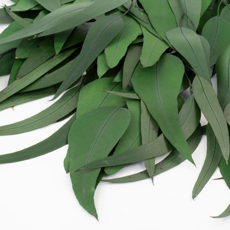 a bunch of green eucalyptus exotica against a white background