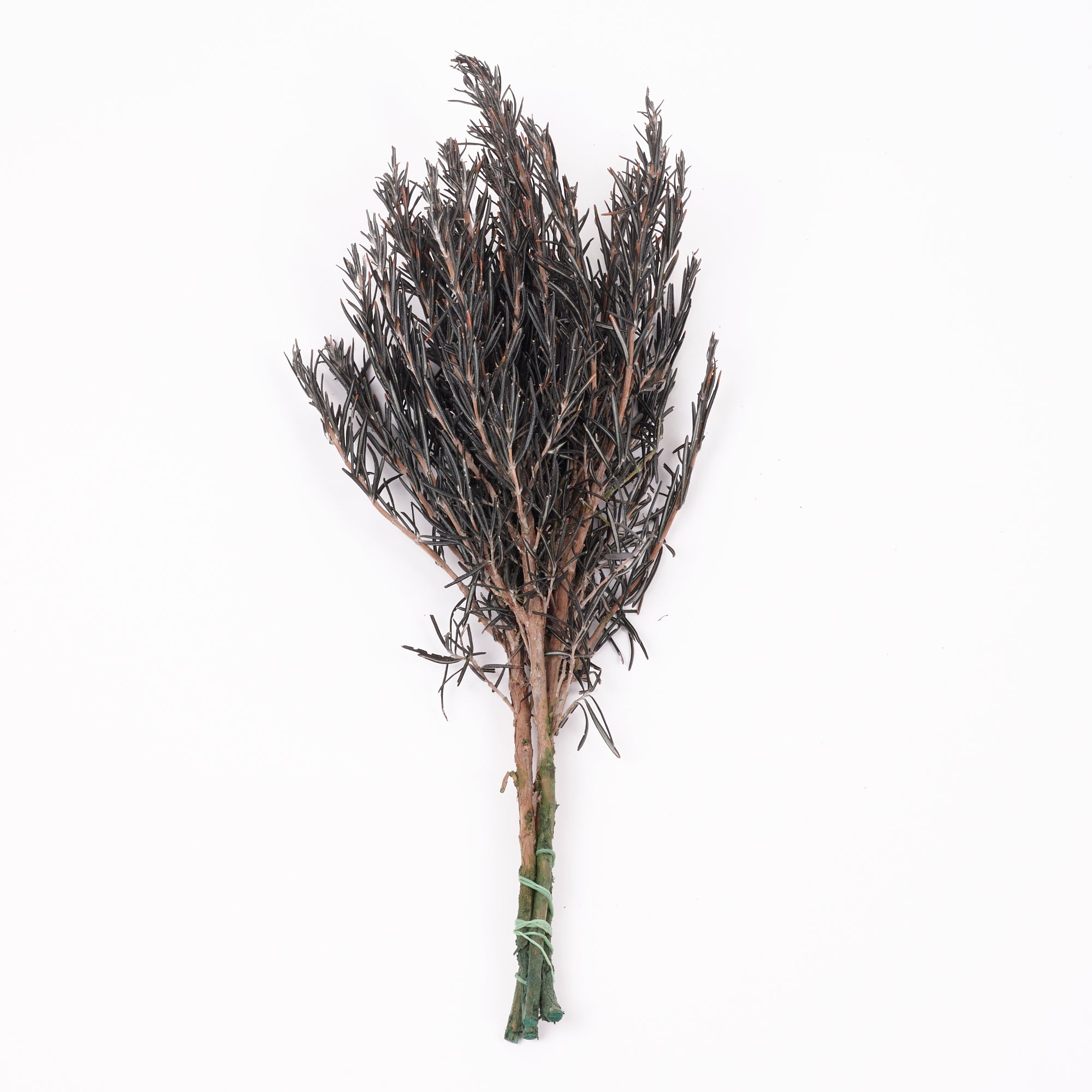 Rosemary, Preserved, Dark Green, 100g – Atlas Flowers
