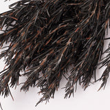 Rosemary, Preserved, Dark Green, 100g