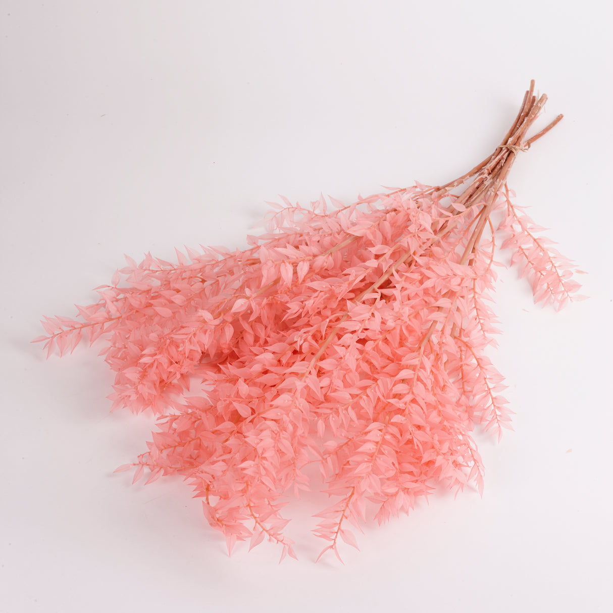 Ruscus Preserved Light Pink