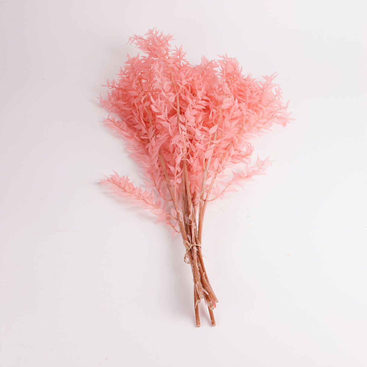 Ruscus (Italian), Preserved, Light Pink x 10 Stems