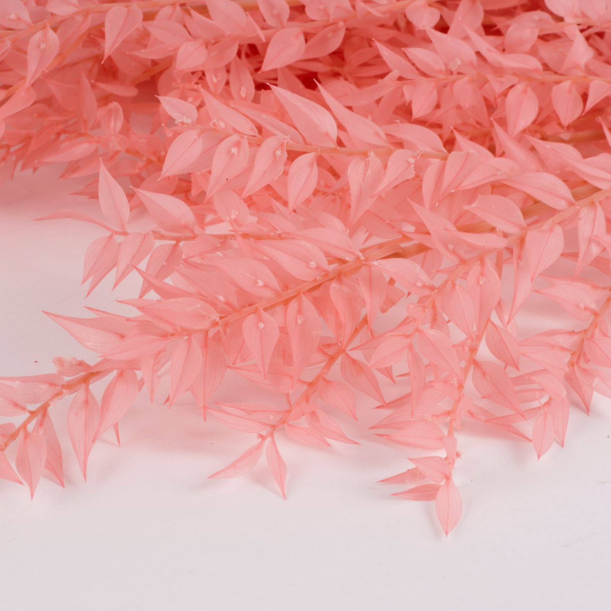 Ruscus (Italian), Preserved, Light Pink x 10 Stems