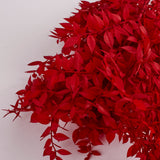 Ruscus (Italian), Preserved, Red x 10 Stems