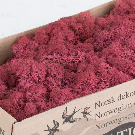 Icelandic Moss, Bordeaux, 500g