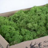 Icelandic Moss, Medium Green, 500g