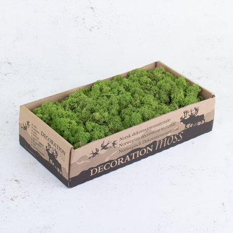 Icelandic Moss, Medium Green, 500g