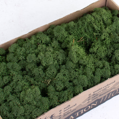 Icelandic Moss, Moss Green, 500g